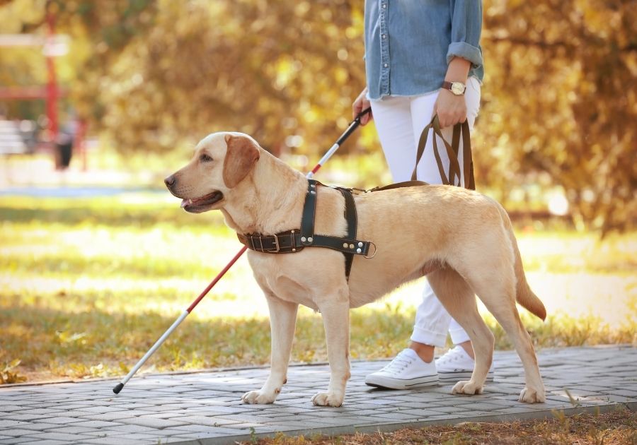 Yellow Labrador Guide Dog Helping a Blind Woman at Park