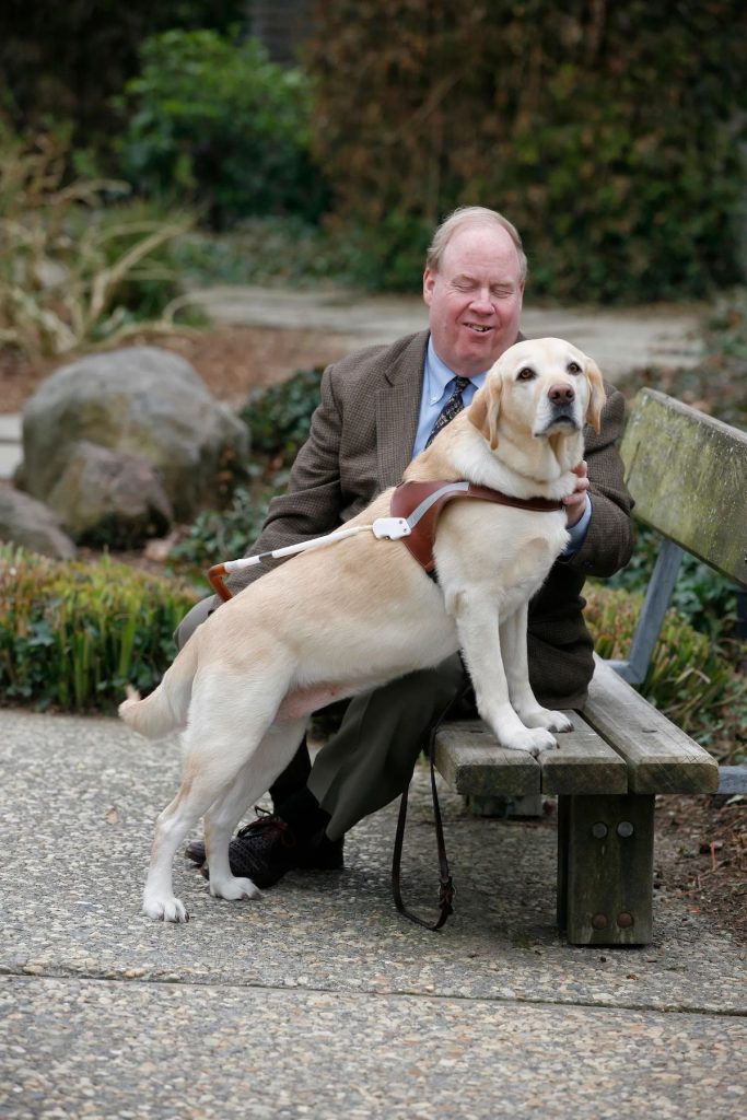 Yellow Labrador Guide Dog Roselle with Blind Owner Michael Hingson