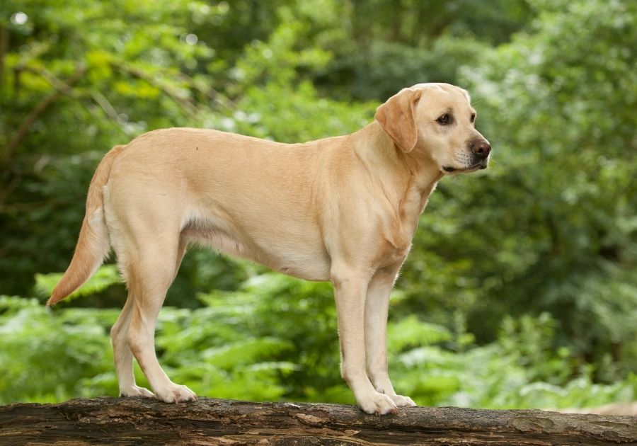 Yellow Labrador Retriever Dog Standing on Log