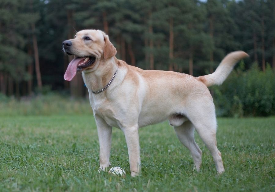 Yellow Labrador Retriever Retriever Standing Outdoors