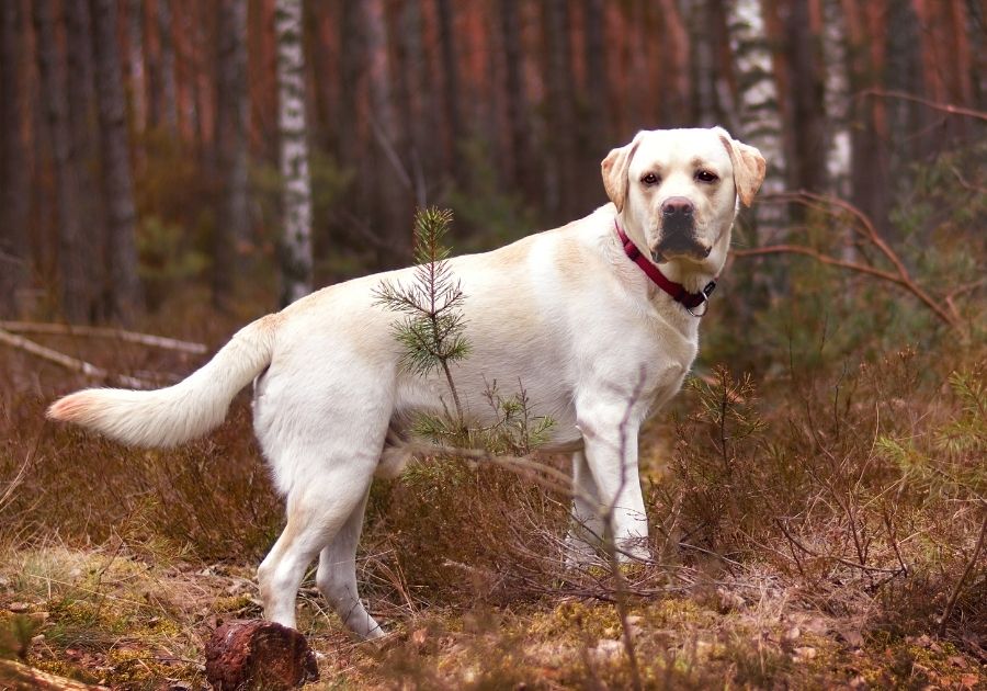 Yellow Labrador Retriever in the Woods