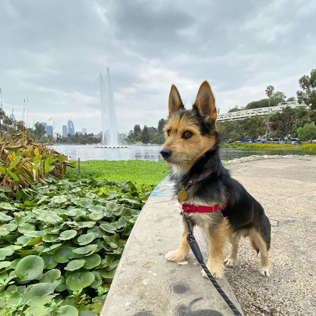 Yorkie Husky Mix Puppy Outdoors