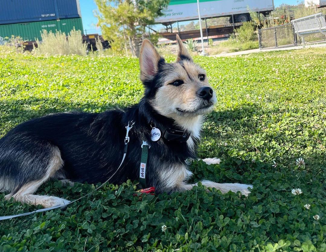 Yorkie and Husky Mix Dog Lying on Grass