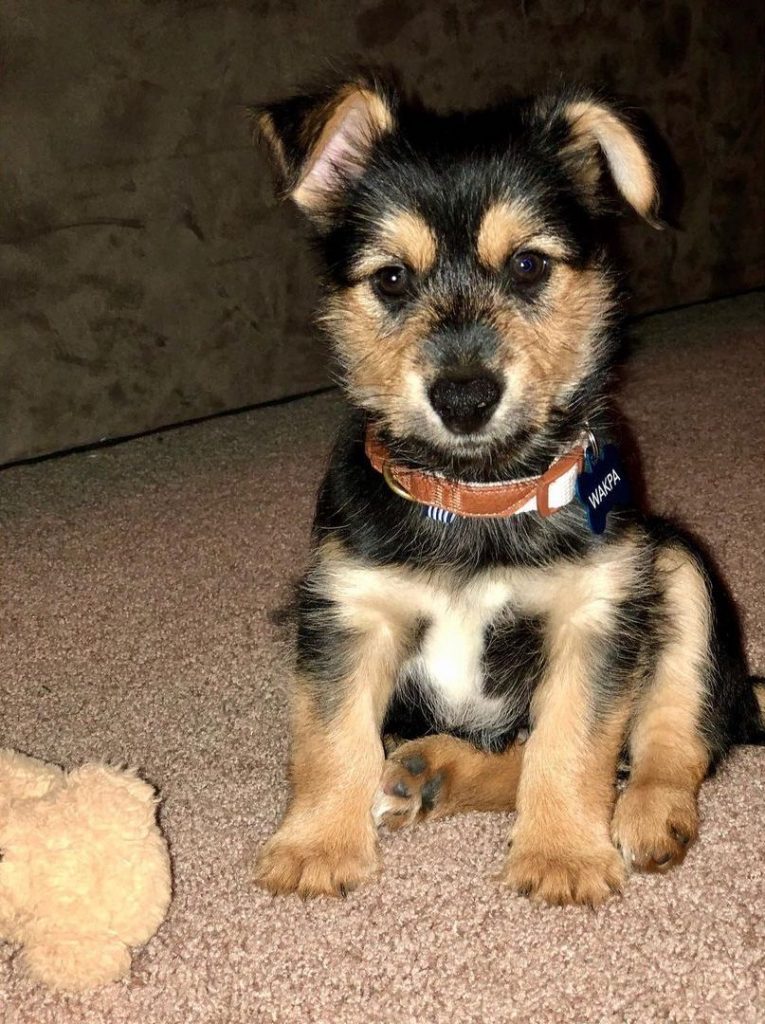 Yorkie and Husky Mix Puppy Sitting on Floor