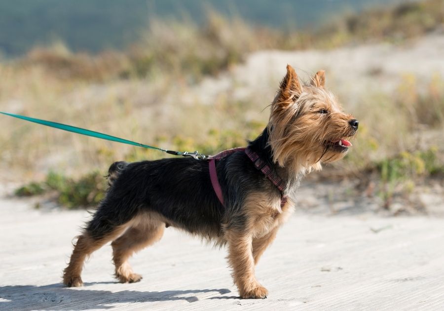 Yorkshire Terrier Dog Walking on Road