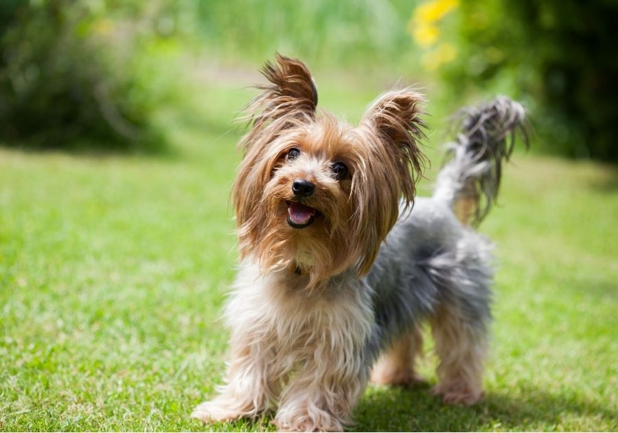 Yorkshire Terrier Toy Dog STanding on Grass