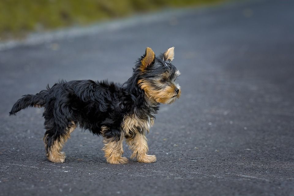Small High Prey Drive Dogs – Yorkshire Terrier