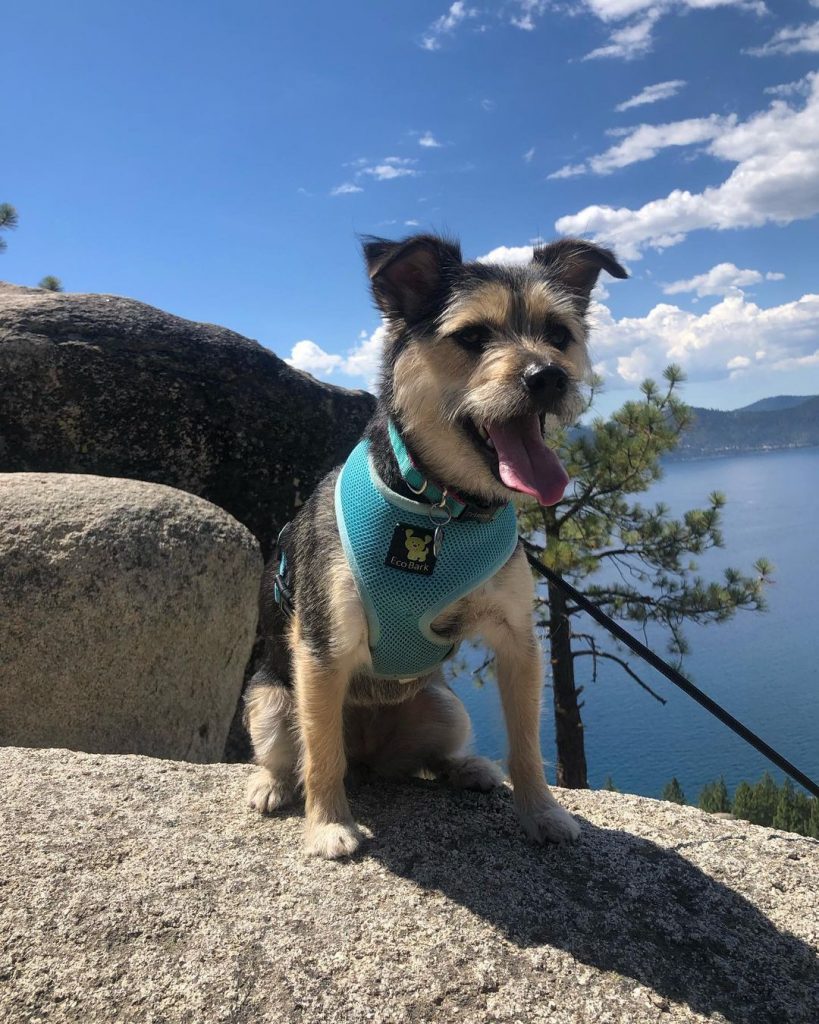 Yorksky Dog Hiking