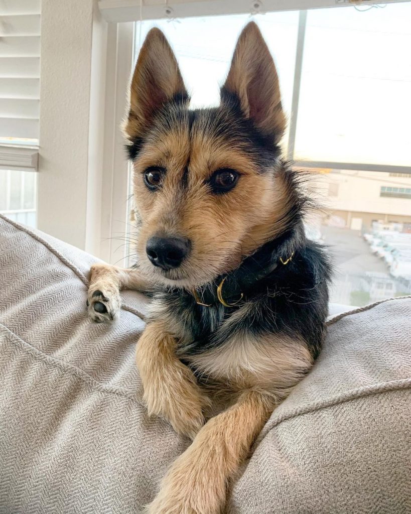 Yorksky Mix Dog Resting on Chair