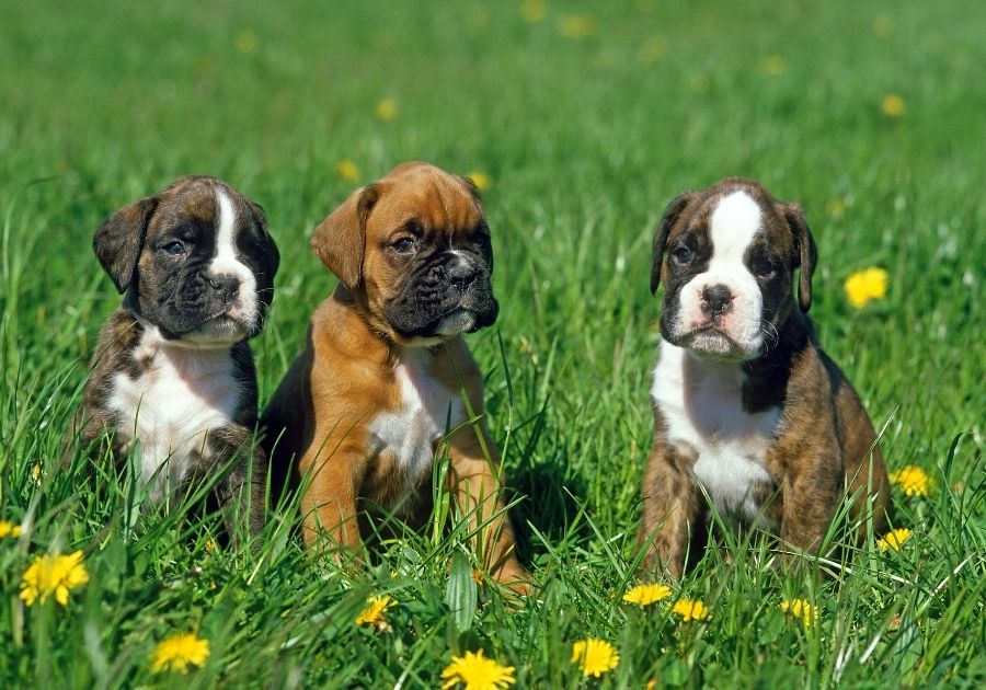 Young Boxer Pups Sitting on Grass