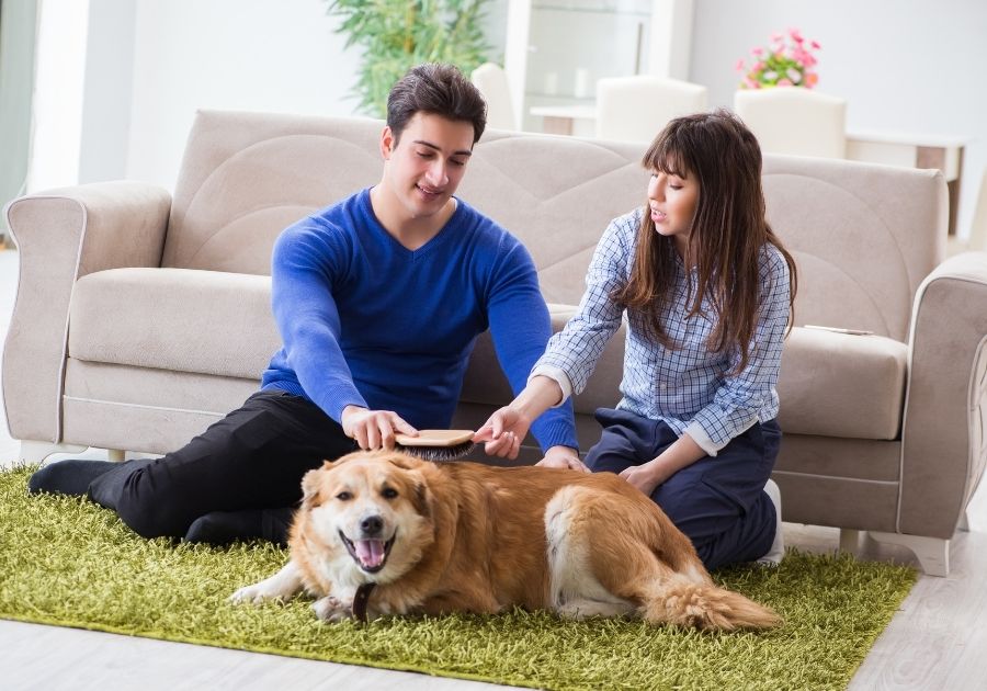 Young Couple Brushing their Golden Retriever Fur