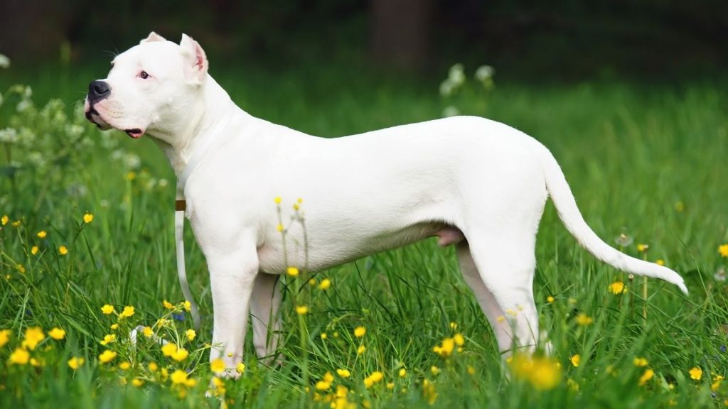 Young Dogo Argentino Dog Standing in Bush