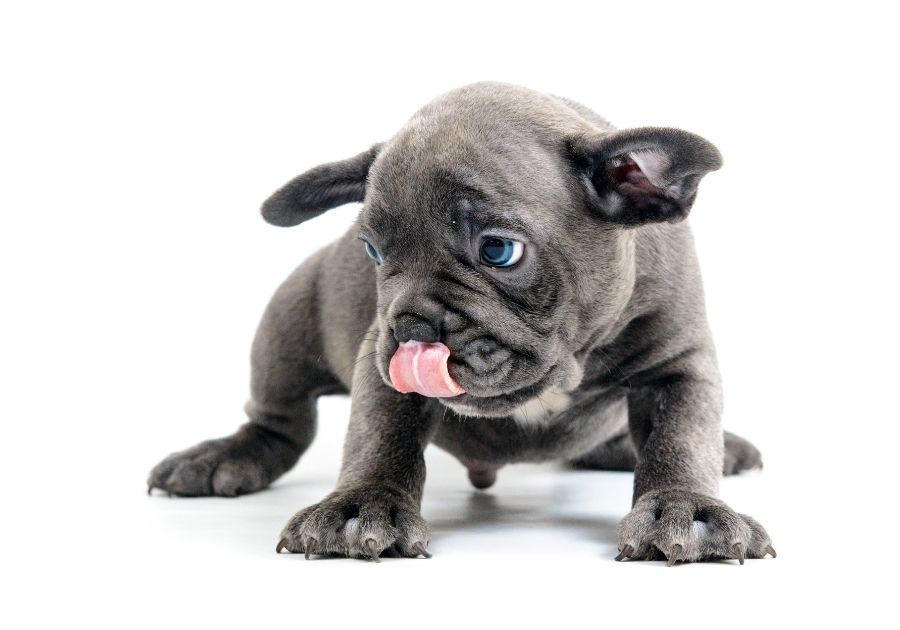 Young French Bulldog Puppy Standing on white background