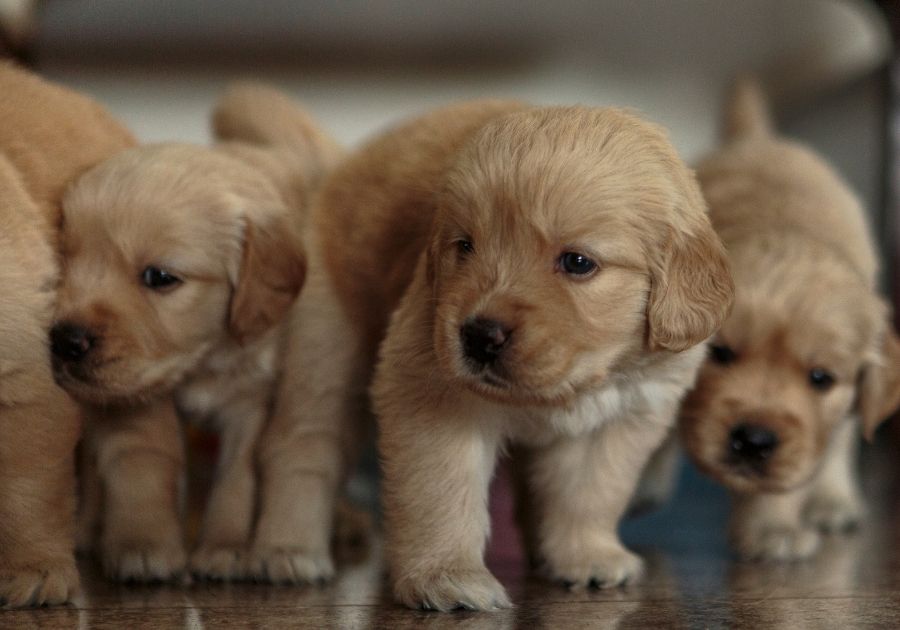 Young Golden Retriever Puppies