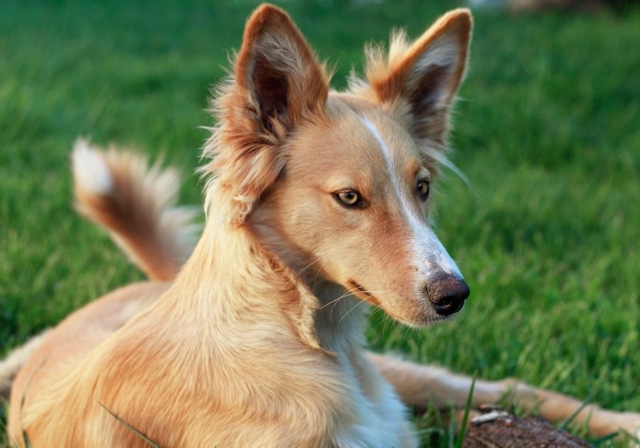 Close Up of Young Podenco Valenciano Pup