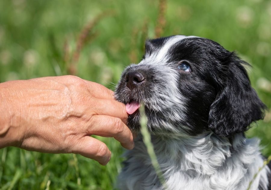 Young Pup Licks Owner's Hand