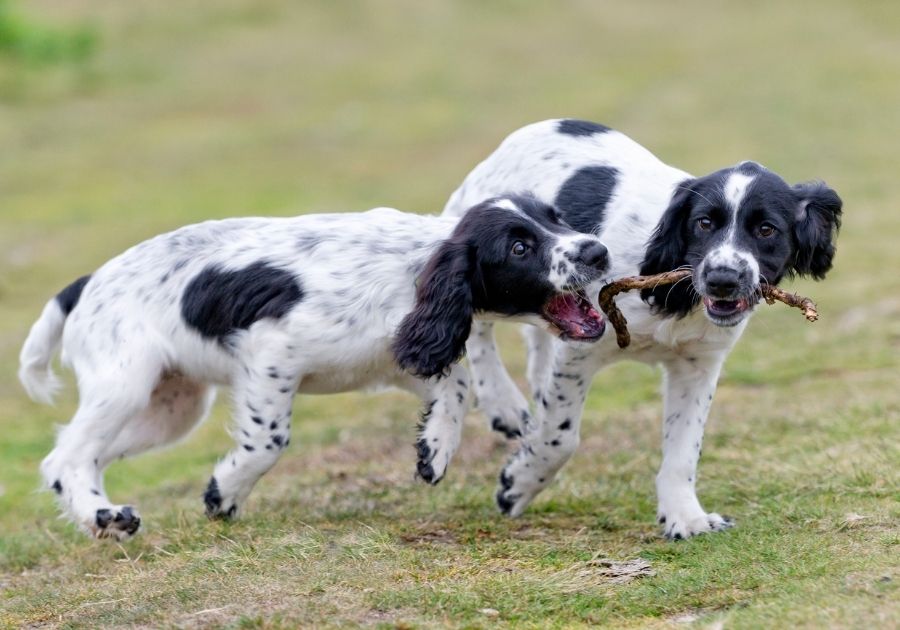 Young Pups Sibling Rivalry