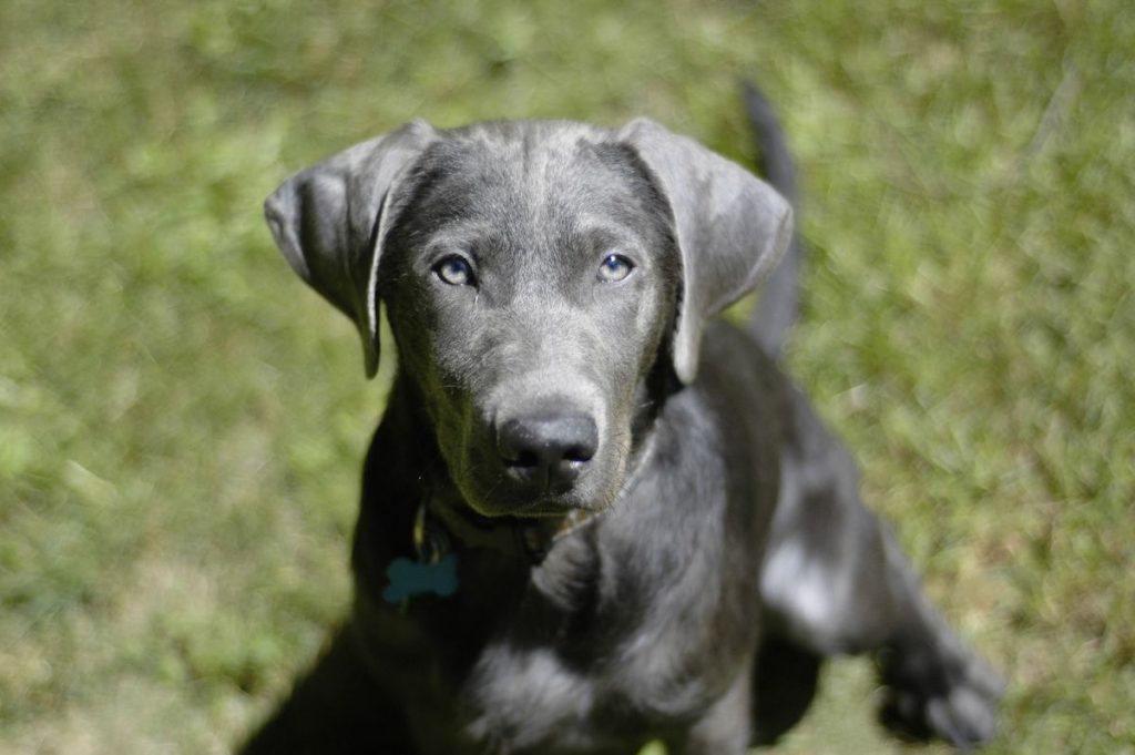 Young Silver Labrador Retriever Puppy Standing on Grass