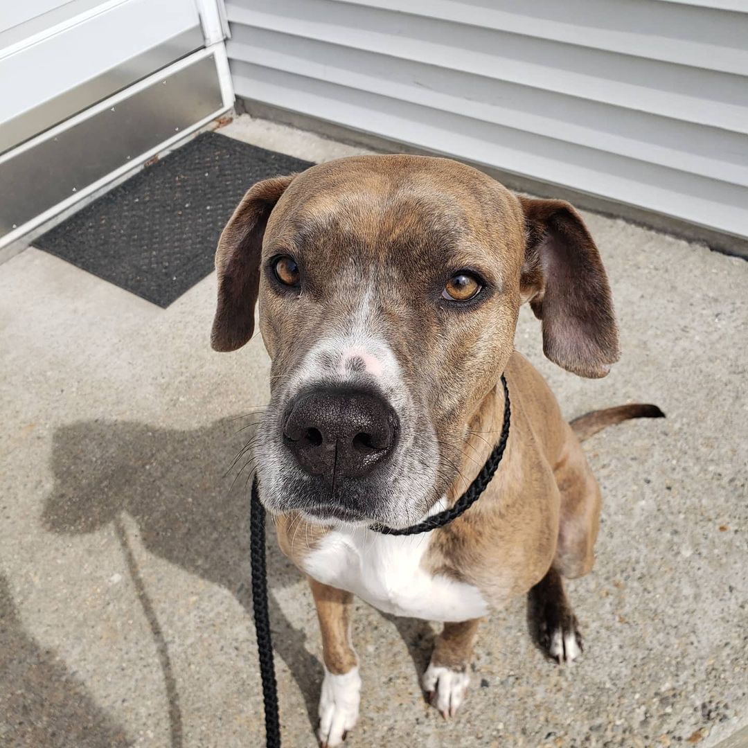 a Pitbull Great Dane Mix Dog Sitting Looking Up