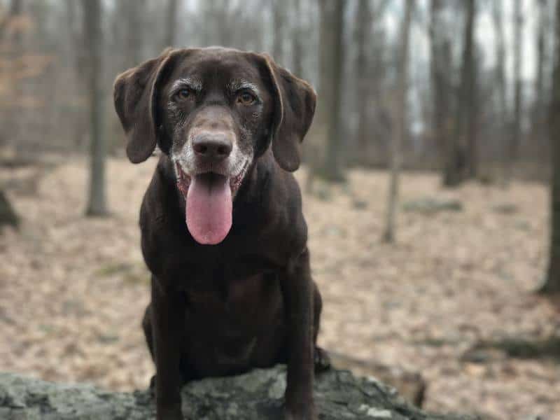 Calm Lab chilling in the woods