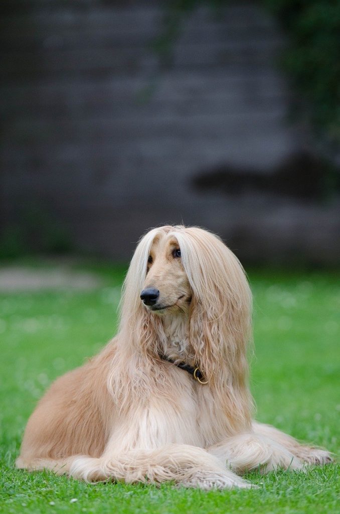 Golden Adult Afghan Hound