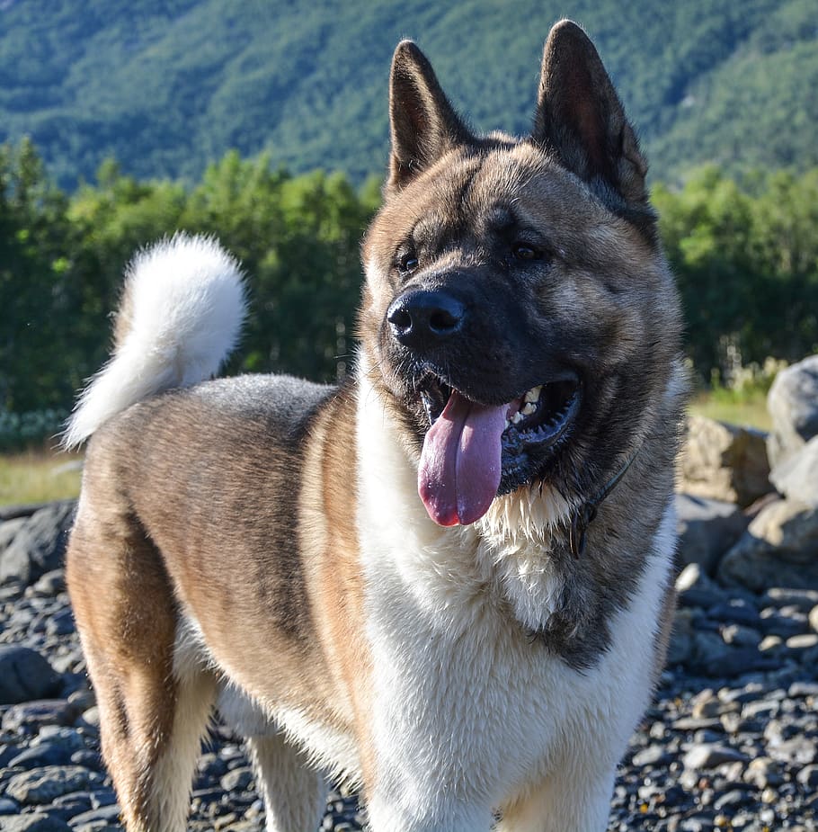 American Akita Dog Breed Outdoors