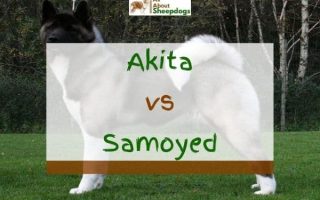 Akita vs Samoyed – What’s the Difference?