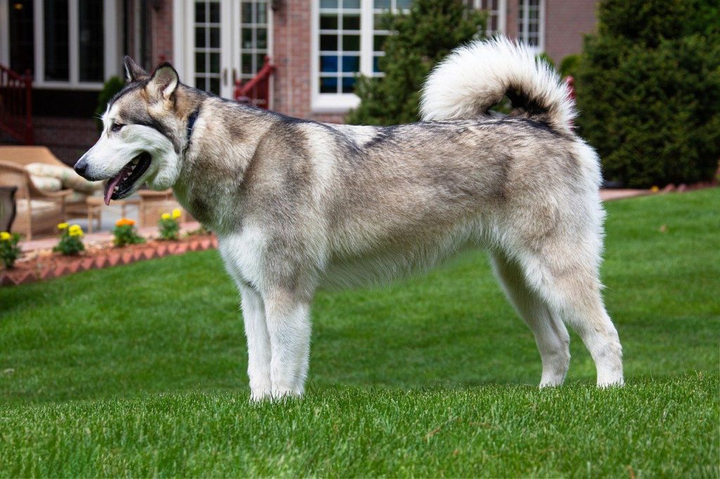 Alaskan Malamute Facts & Dog Breed Information | Puplore