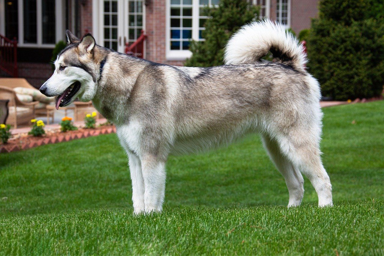 Alaskan Malamute Facts & Dog Breed Information