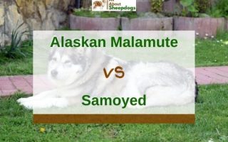 Alaskan Malamute vs Samoyed – What’s The Difference?