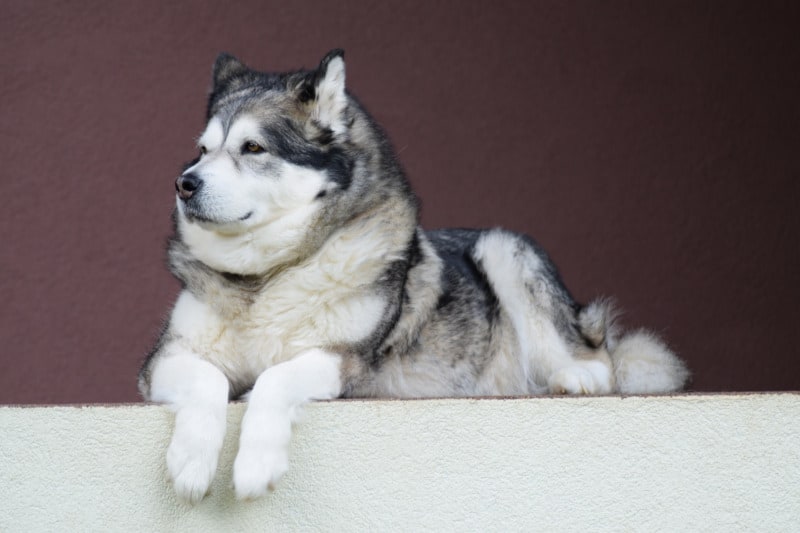 a small dog that looks like a husky