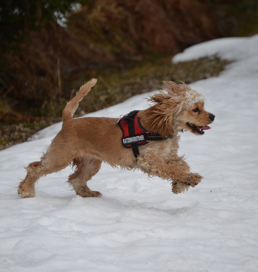 An American Cocker Running