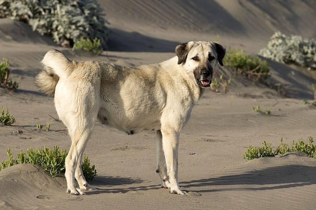 anatolian shepherd size comparison