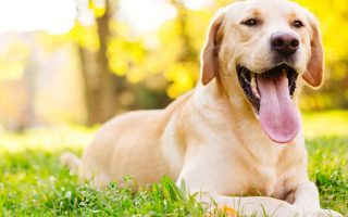 Are Labradors Dangerous? – Things to Kno