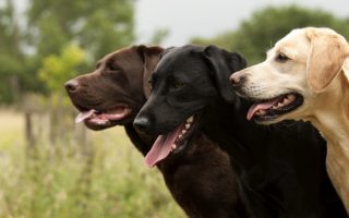 Are Labrador Retrievers Good with Other Dogs?