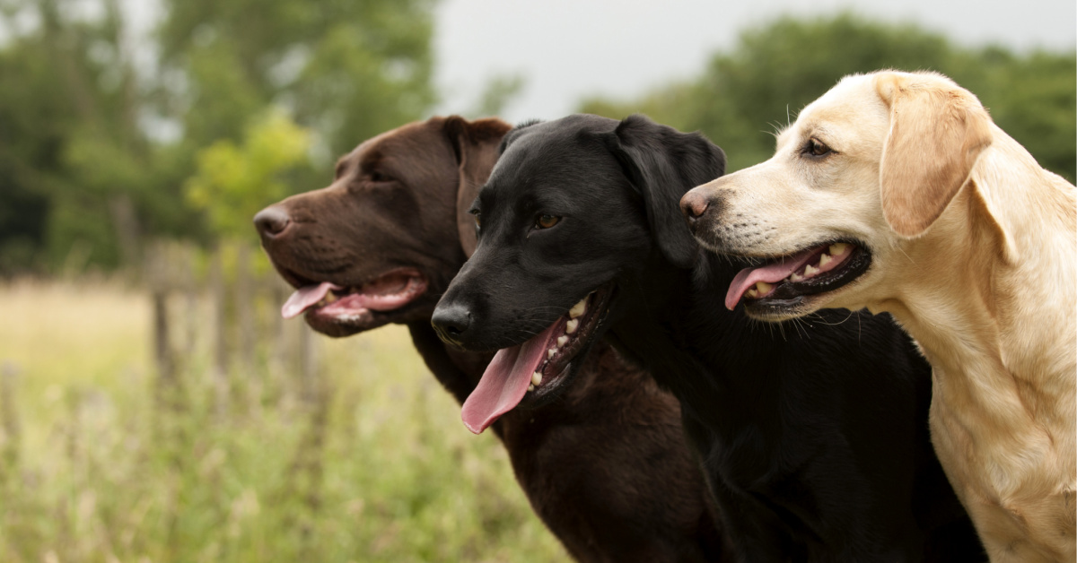 are Labrador Retrievers compatible with other dogs