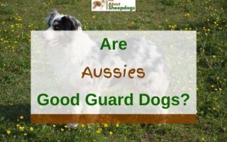 Are Australian Shepherds Good Guard Dogs?