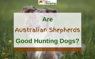 Are Australian Shepherds Good Hunting Dogs? (Solved!)