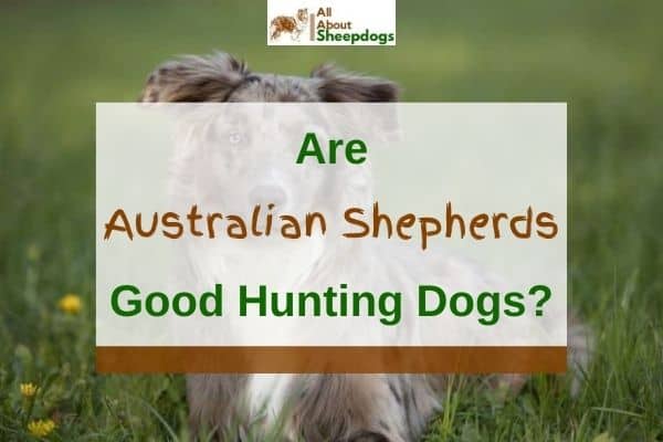 are australian shepherds good duck hunting dogs