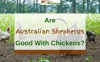 Are Australian Shepherds Good with Chickens? (Solved!)