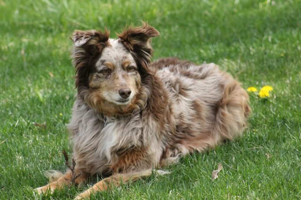 are australian shepherds good with chickens