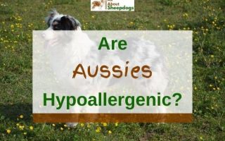 Are Australian Shepherds Hypoallergenic? (Solved!)