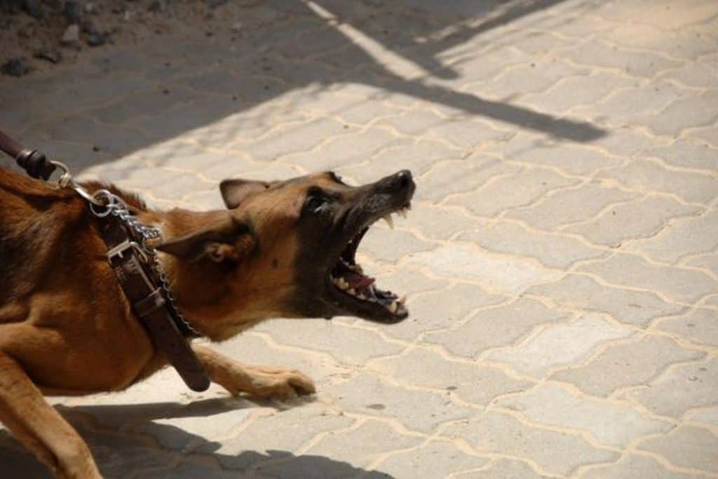 are belgian malinois aggressive