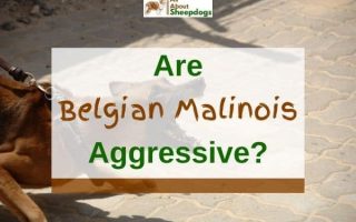 Are Belgian Malinois Aggressive Or Dangerous? (Solved!)