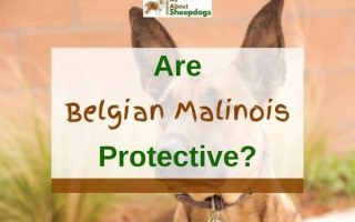 Are Belgian Malinois Naturally Protective? (Solved!)