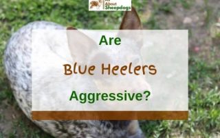 Are Australian Cattle Dogs (Blue Heelers) Aggressive?