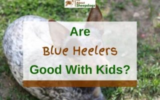 Are Blue Heelers Good with Kids? (Solved!)