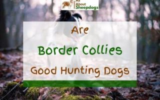 Are Border Collies Good Hunting Dogs? Find Out The Truth!
