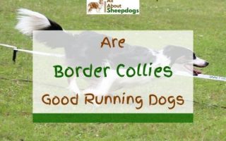 Are Border Collies Good Running Dogs? (Solved)