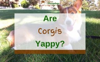 Are Corgis Yappy? (Solved!)